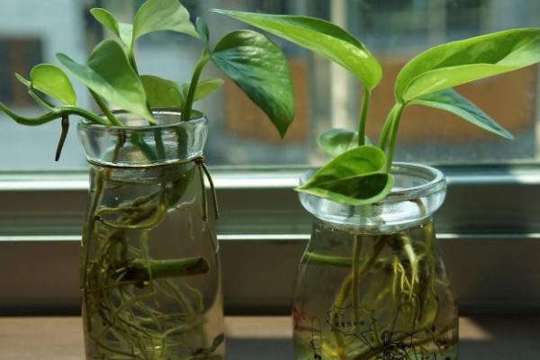 绿萝怎么养殖，每隔3天左右浇一次水