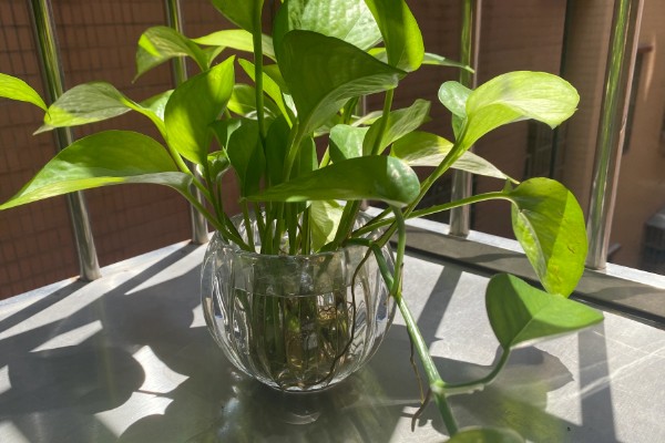 绿萝怎么养殖，每隔3天左右浇一次水