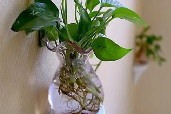 绿萝怎么养殖，每隔3天左右浇一次水