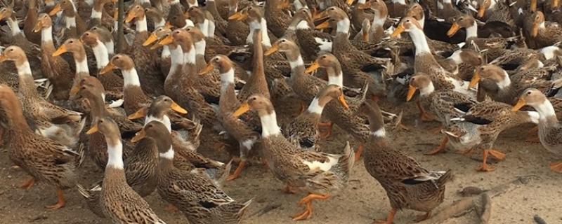 农村养什么可以挣钱，蛋鸭、肉狗、肉驴都是不错的选择