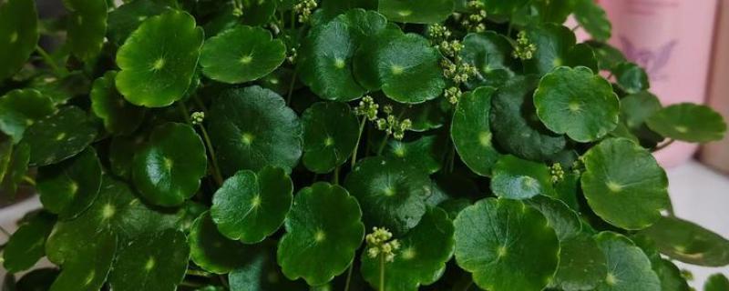 金钱草会不会开花，养护得当时会持续开花