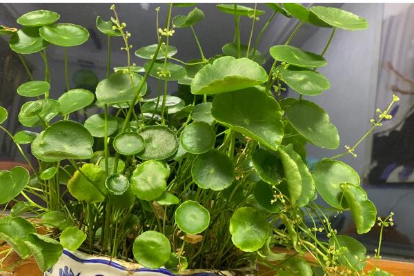 金钱草会不会开花，养护得当时会持续开花