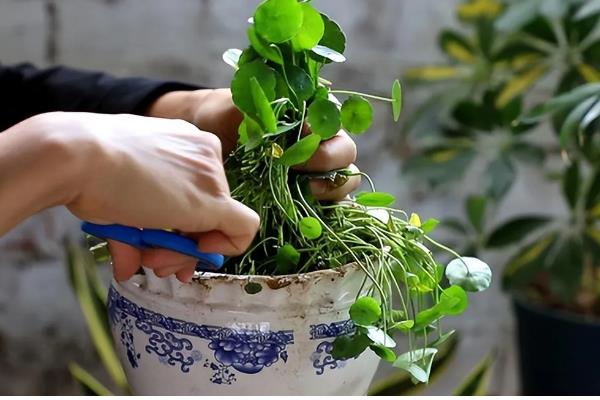 金钱草会不会开花，养护得当时会持续开花