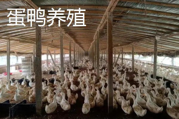 农村养什么可以挣钱，蛋鸭、肉狗、肉驴都是不错的选择