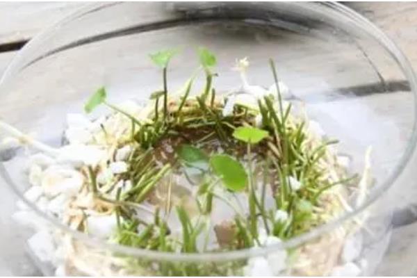 金钱草会不会开花，养护得当时会持续开花