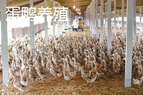 农村养什么可以挣钱，蛋鸭、肉狗、肉驴都是不错的选择