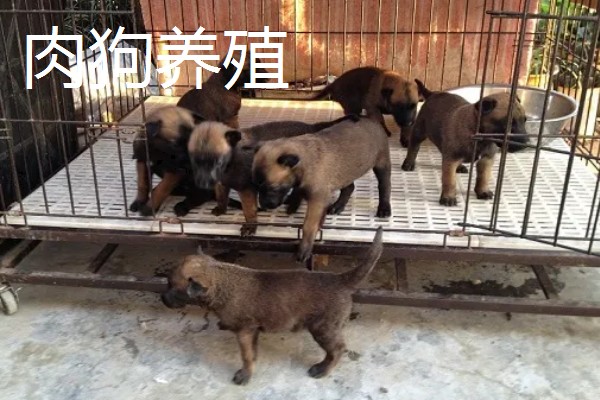 农村养什么可以挣钱，蛋鸭、肉狗、肉驴都是不错的选择