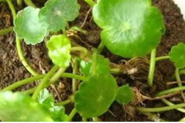 金钱草会不会开花，养护得当时会持续开花