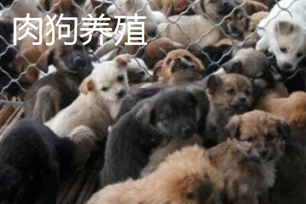 农村养什么可以挣钱，蛋鸭、肉狗、肉驴都是不错的选择