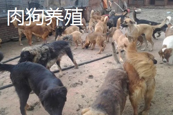 农村养什么可以挣钱，蛋鸭、肉狗、肉驴都是不错的选择