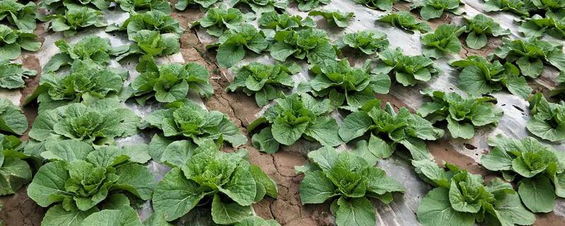 大白菜种几天可以成熟，一般需要55天左右