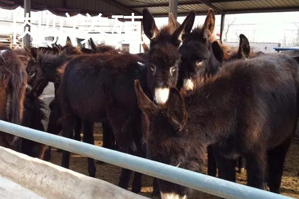 农村养什么可以挣钱，蛋鸭、肉狗、肉驴都是不错的选择