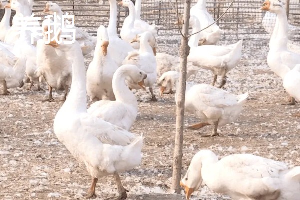 农村养什么可以挣钱，蛋鸭、肉狗、肉驴都是不错的选择