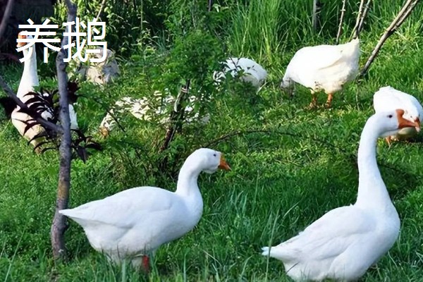 农村养什么可以挣钱，蛋鸭、肉狗、肉驴都是不错的选择