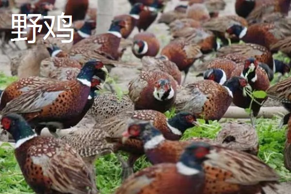 农村养什么可以挣钱，蛋鸭、肉狗、肉驴都是不错的选择