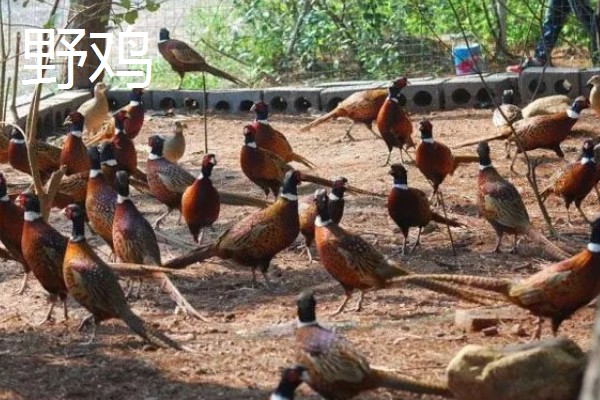 农村养什么可以挣钱，蛋鸭、肉狗、肉驴都是不错的选择