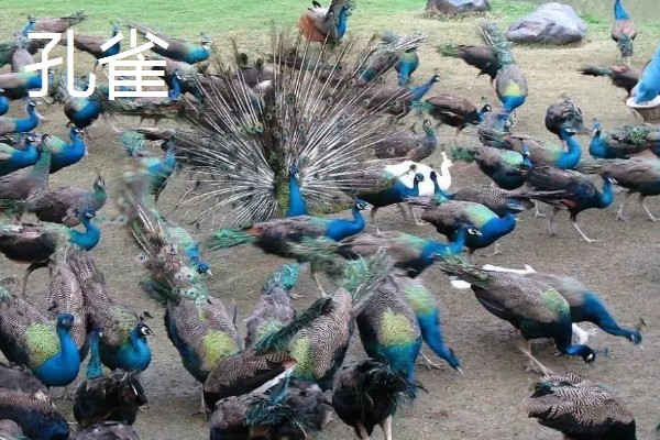 农村养什么可以挣钱，蛋鸭、肉狗、肉驴都是不错的选择