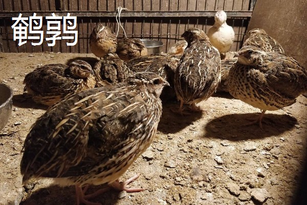 农村养什么可以挣钱，蛋鸭、肉狗、肉驴都是不错的选择