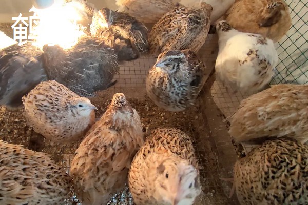 农村养什么可以挣钱，蛋鸭、肉狗、肉驴都是不错的选择