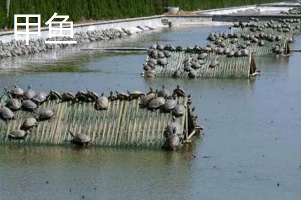 农村养什么可以挣钱，蛋鸭、肉狗、肉驴都是不错的选择