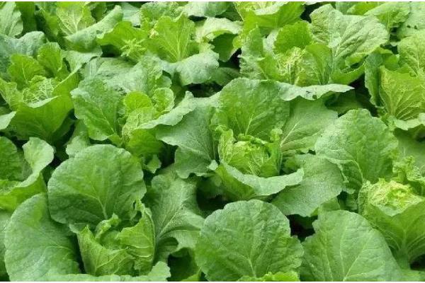 大白菜种几天可以成熟,一般需要55天左右