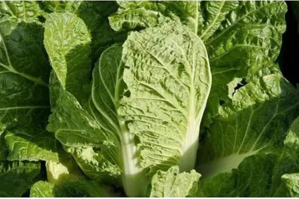 大白菜种几天可以成熟,一般需要55天左右