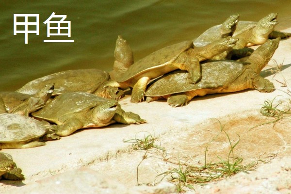 农村养什么可以挣钱，蛋鸭、肉狗、肉驴都是不错的选择