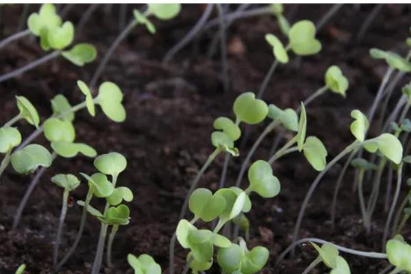 大白菜种几天可以成熟,一般需要55天左右