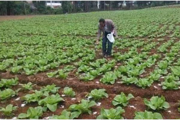 大白菜种几天可以成熟,一般需要55天左右