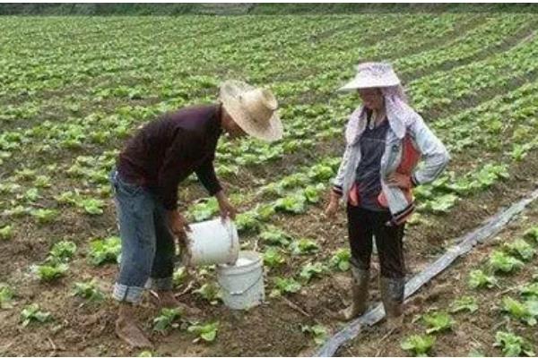 大白菜种几天可以成熟,一般需要55天左右