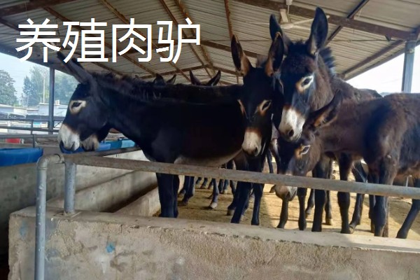 农村养什么可以挣钱，蛋鸭、肉狗、肉驴都是不错的选择