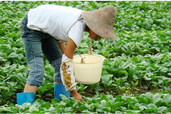 大白菜种几天可以成熟,一般需要55天左右