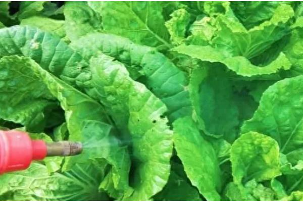 大白菜种几天可以成熟,一般需要55天左右