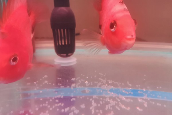 鹦鹉鱼产卵了如何处理，可以扔掉或当作其它鱼类的食物