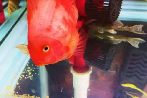 鹦鹉鱼产卵了如何处理，可以扔掉或当作其它鱼类的食物