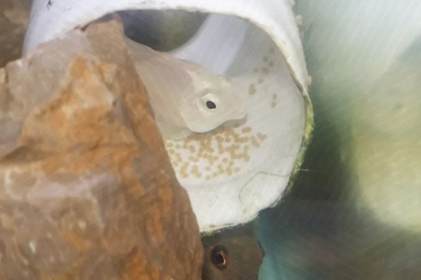 鹦鹉鱼产卵了如何处理，可以扔掉或当作其它鱼类的食物