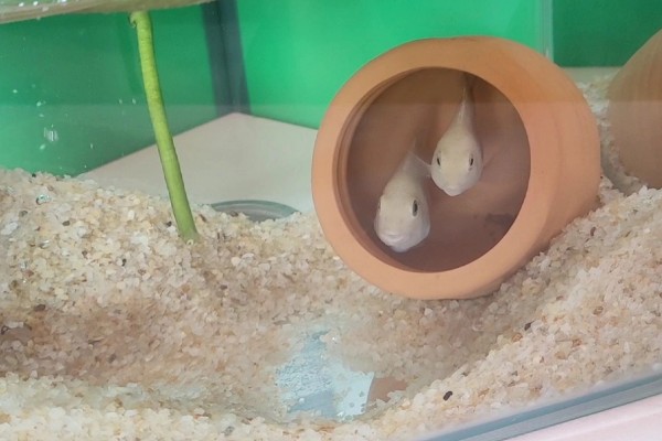 鹦鹉鱼产卵了如何处理，可以扔掉或当作其它鱼类的食物