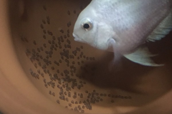 鹦鹉鱼产卵了如何处理，可以扔掉或当作其它鱼类的食物