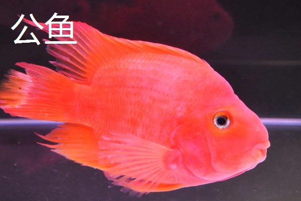 鹦鹉鱼产卵了如何处理，可以扔掉或当作其它鱼类的食物