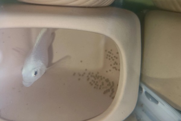 鹦鹉鱼产卵了如何处理，可以扔掉或当作其它鱼类的食物