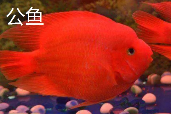 鹦鹉鱼产卵了如何处理，可以扔掉或当作其它鱼类的食物