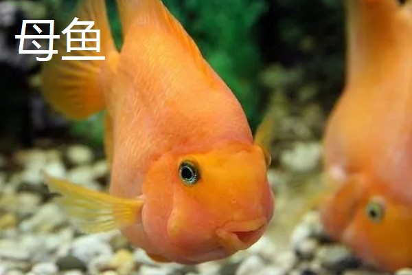 鹦鹉鱼产卵了如何处理，可以扔掉或当作其它鱼类的食物