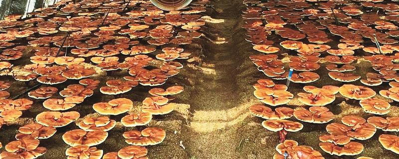 怎么养殖灵芝，把温度保持在22-28℃