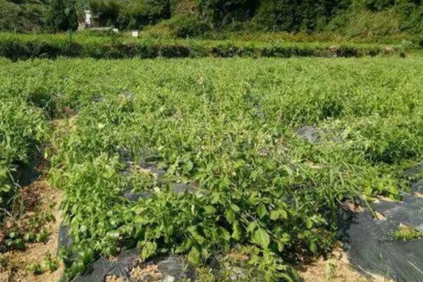 丹参的种植技术，一般是利用根部繁殖