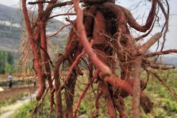 丹参的种植技术，一般是利用根部繁殖