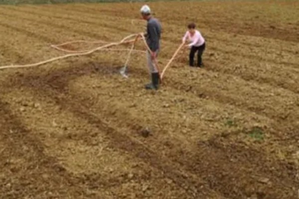 丹参的种植技术，一般是利用根部繁殖