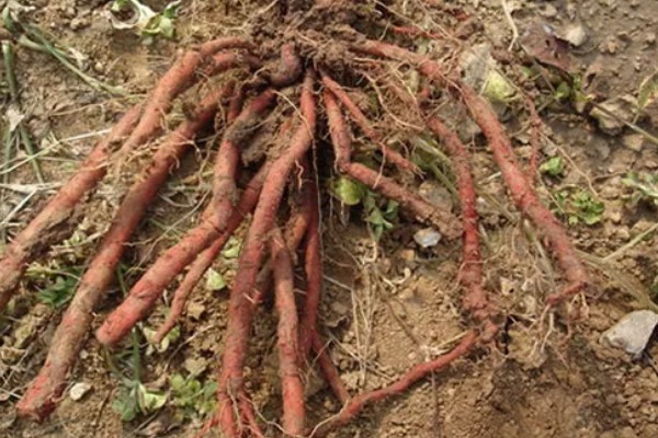 丹参的种植技术，一般是利用根部繁殖