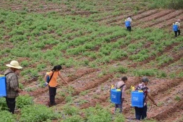 丹参的种植技术，一般是利用根部繁殖
