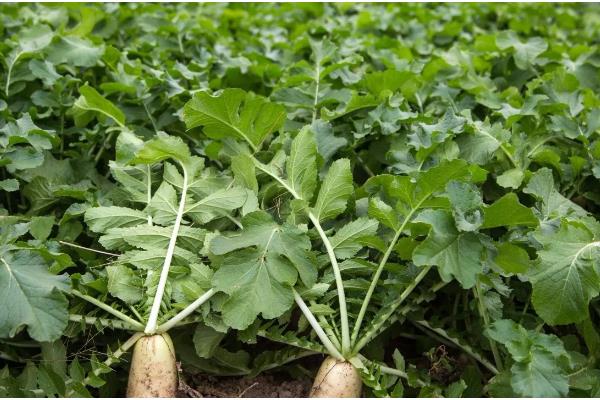 萝卜一亩地产多少斤，亩产量为5000-10000斤