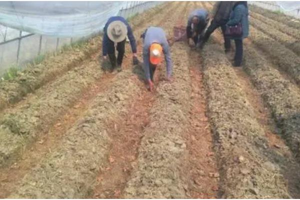 萝卜一亩地产多少斤，亩产量为5000-10000斤